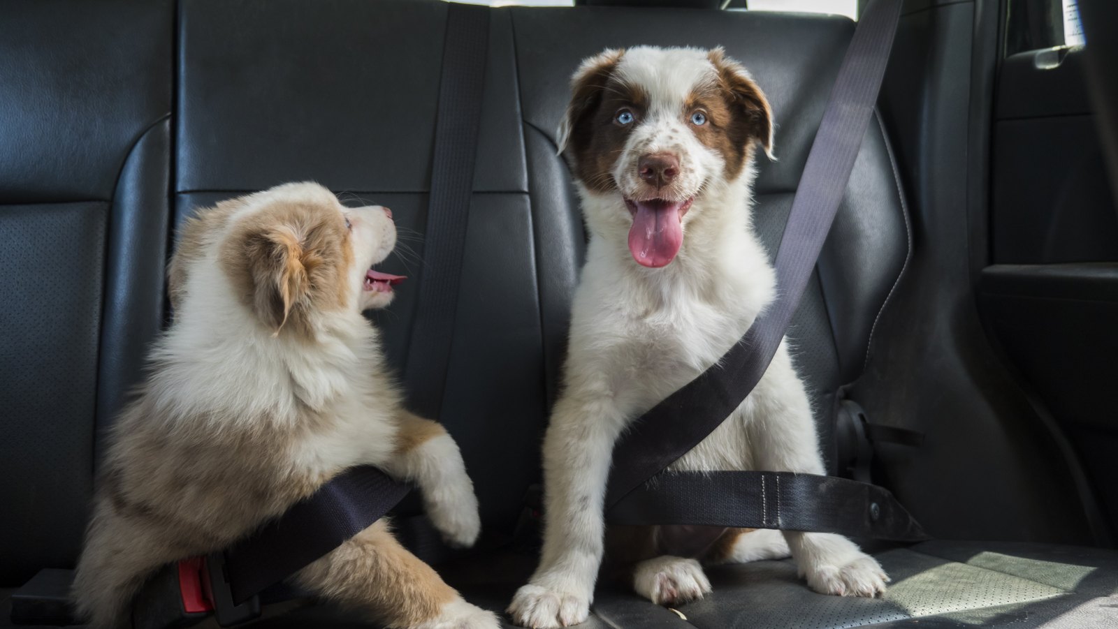 Dos cachorros sobre el asiento trasero de cuero negro de un auto; uno de ellos tiene el cinturón de seguridad cruzado sobre el pecho