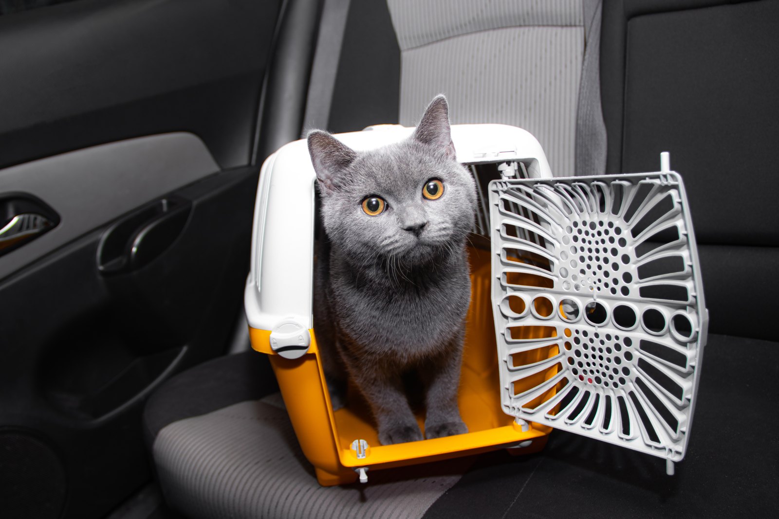 Gato gris con ojos amarillos-anaranjados asomado en un transportín de plástico naranja y blanco apoyado en el asiento trasero de un auto